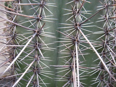 saguaro1.jpg