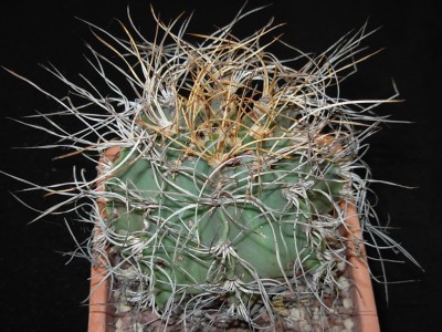 Astrophytum senilis.JPG