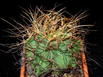 Astrophytum senilis..JPG