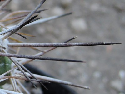 Copiapoa megarhiza var. echinata [N Huasco] (5).jpg