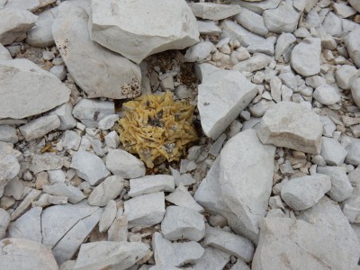 ariocacrpus fissuratus morto DSCN0864.JPG