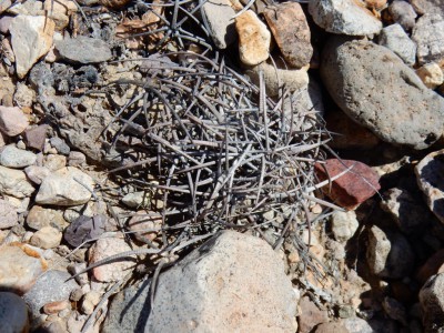 echinocactus mortoDSCN0543.JPG