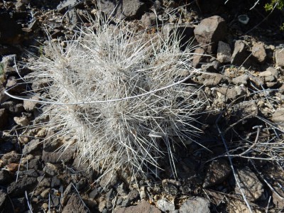 echinocereus stramineus morto DSCN0687.JPG
