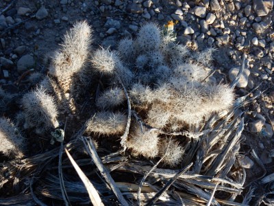 escobaria albicolumnaria mortaDSCN0470.JPG