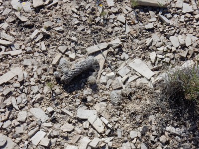 escobaria tuberculosa mortaDSCN0451.JPG