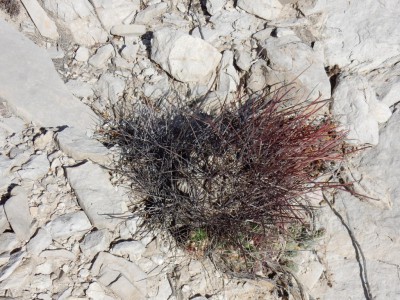 ferocactus hamatacanthus mortoDSCN0441.JPG