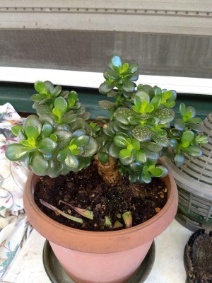 crassula.jpg
